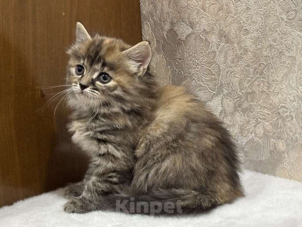 Кошки в Москве: Шикарные котята девочки в добрые руки Девочка, Бесплатно - фото 5