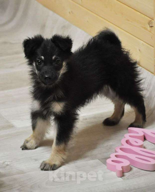 Собаки в Лосином-Петровском: Якутята из ледяного подъзда Девочка, Бесплатно - фото 3