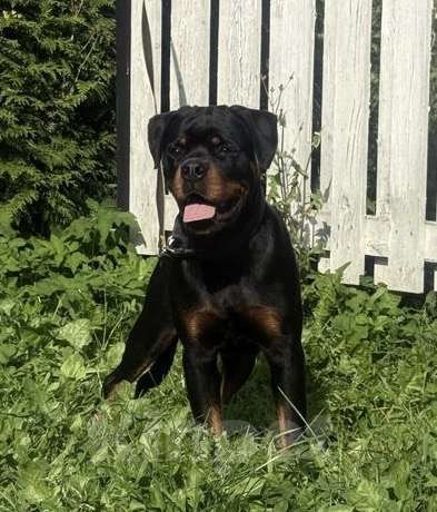 Собаки в других городах Ленинградской области: Подрощенный щенок ротвейлера Мальчик, 60 000 руб. - фото 2