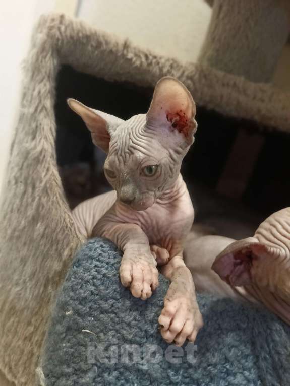 Кошки в Москве: Лиловый  Мальчик, 30 000 руб. - фото 3