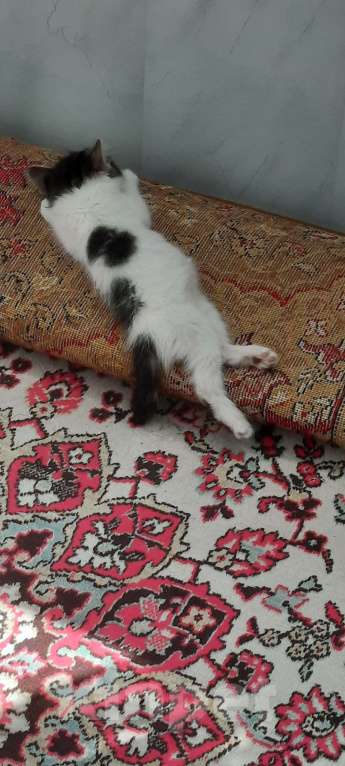 Кошки в Ростове-на-Дону: Отдам котенка в добрые руки Мальчик, Бесплатно - фото 6