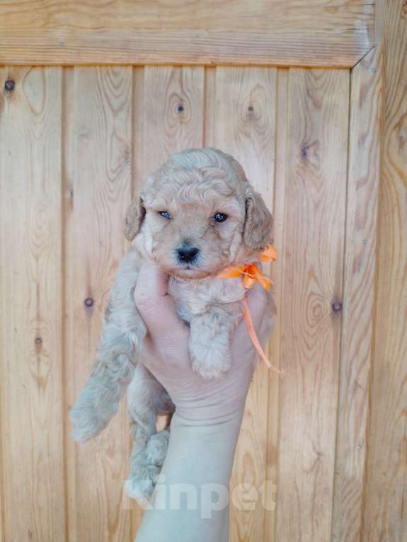 Собаки в Новосибирске: Щенки пуделя Разнополые, 30 000 руб. - фото 2