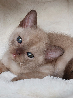 Бурманские котята