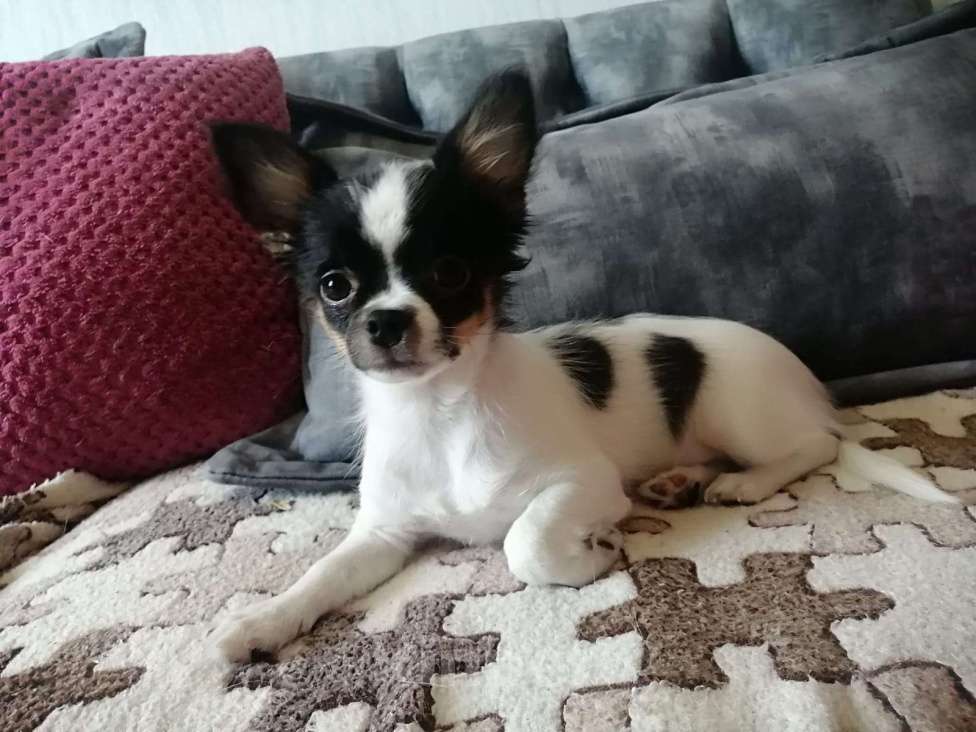 Собаки в Краснодаре: Чишка мальчик  Мальчик, 15 000 руб. - фото 2