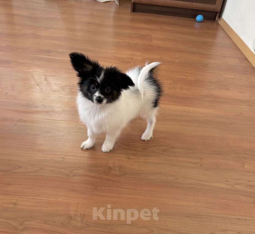 Собаки в Санкт-Петербурге: Яркий мальчик папильон/папийон, Бэрри Мальчик, 50 000 руб. - фото 1