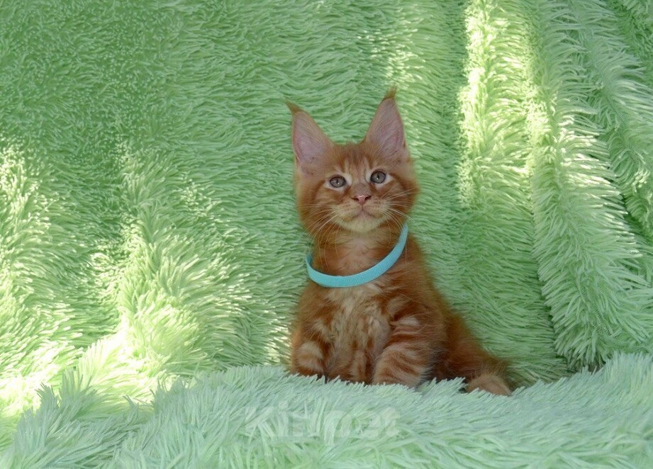 Кошки в Иркутске: Котята мейн-кун. Красного окраса Мальчик, 30 000 руб. - фото 2