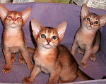 Кошки в Туле: Великолепная ушастая четверка, 8 000 руб. - фото 1