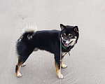 Собаки в Нижнем Новгороде: Вязка собак, 1 руб. - фото 2
