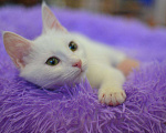 Кошки в Починке: Котенок Снежок в добрые руки, 100 руб. - фото 2