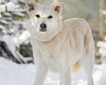 Собаки в Москве: Небольшая белая зефирка Ангелина в дар Девочка, Бесплатно - фото 3
