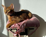 Кошки в Москве: Абиссинский кот Вязка Мальчик, 6 000 руб. - фото 3