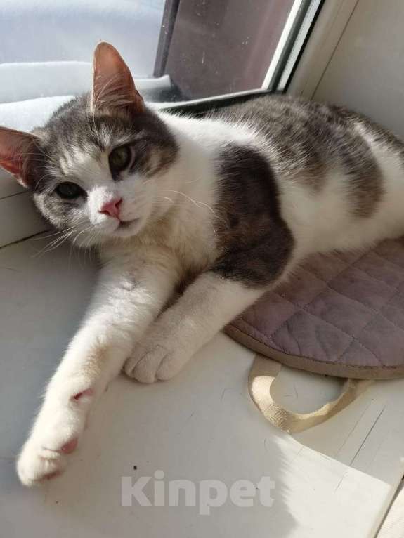 Кошки в Калуге: Отдам в хорошие руки Мальчик, Бесплатно - фото 5