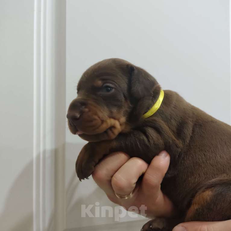 Собаки в других городах Московской области: Щенки добермана  Мальчик, 65 000 руб. - фото 1