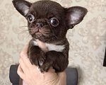 Собаки в Барнауле: Продается мальчик чихуахуа РКФ Мальчик, 70 000 руб. - фото 3