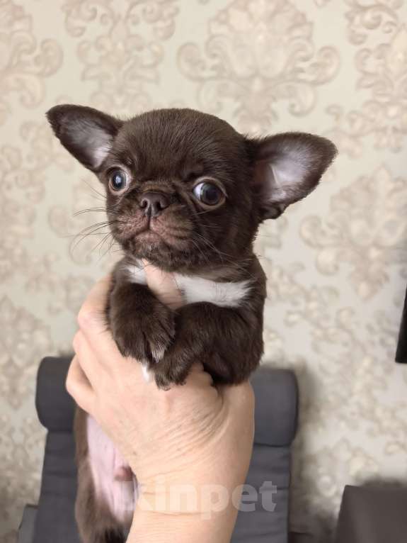 Собаки в Барнауле: Продается мальчик чихуахуа РКФ Мальчик, 70 000 руб. - фото 3