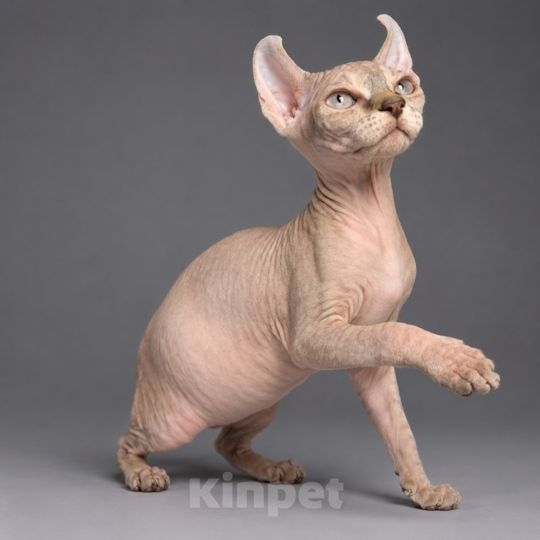 Кошки в Москве: Котёнок эльф Девочка, 95 000 руб. - фото 3