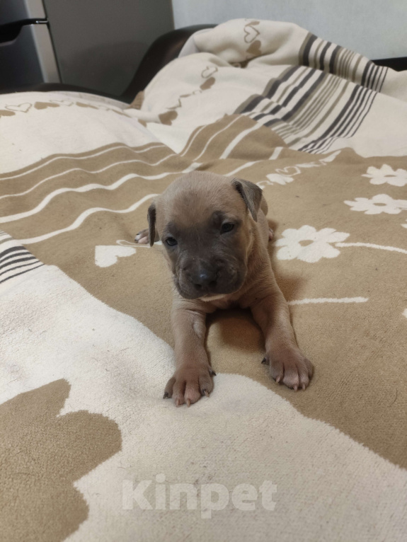 Собаки в Перми: Щенок стаффа Девочка, 25 000 руб. - фото 1