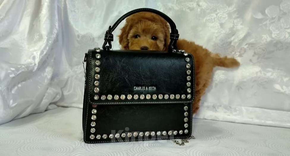 Собаки в Москве: Той пудель мальчик  Мальчик, 70 000 руб. - фото 1