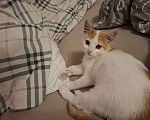 Кошки в Химках: Котенок мальчик 1 месяц Мальчик, Бесплатно - фото 7