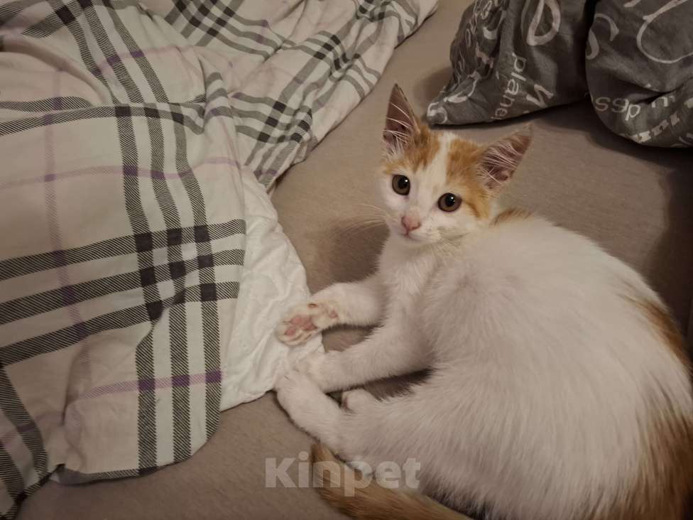 Кошки в Химках: Котенок мальчик 1 месяц Мальчик, Бесплатно - фото 7