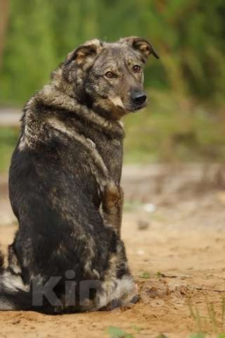 Собаки в Москве: Эрика ищет дом Девочка, Бесплатно - фото 2