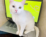 Кошки в Одинцово: Красивый кот с разными глазами ищет дом Мальчик, 10 руб. - фото 2