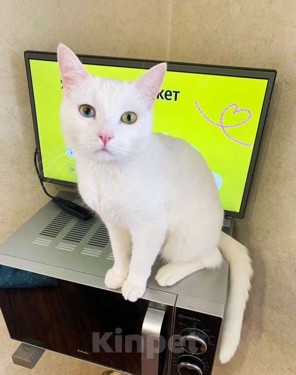 Кошки в Одинцово: Красивый кот с разными глазами ищет дом Мальчик, 10 руб. - фото 2