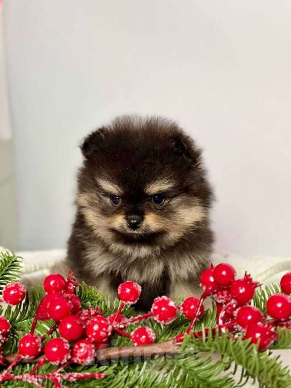 Собаки в Ростове-на-Дону: Щенок шпица Девочка, Бесплатно - фото 2