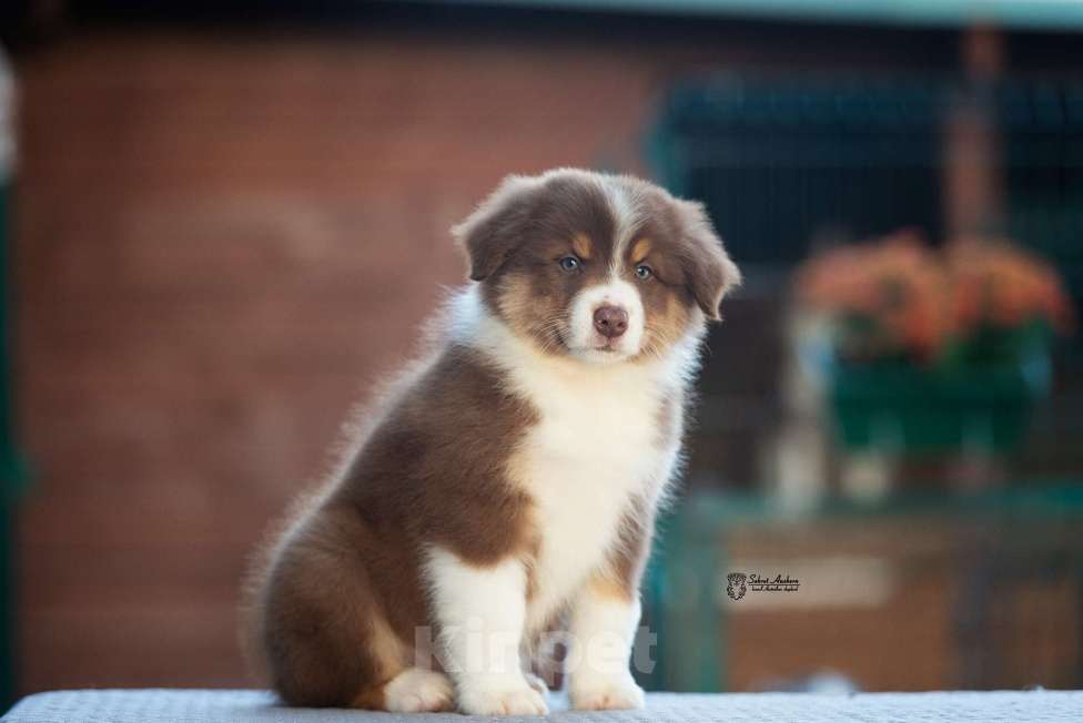 Собаки в Москве: австралийская овчарка аусси Девочка, 100 000 руб. - фото 5