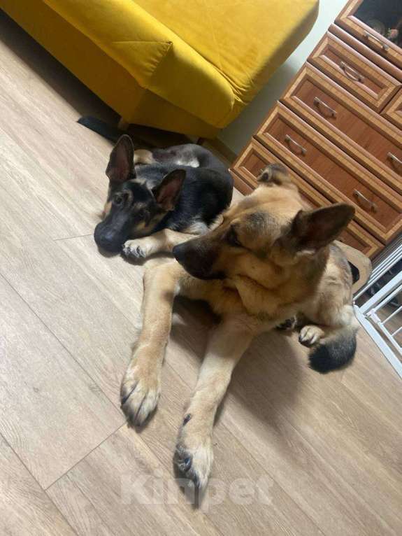 Собаки в Кемерово: Щенок ВЕО с хорошей  родословной Девочка, 30 000 руб. - фото 8