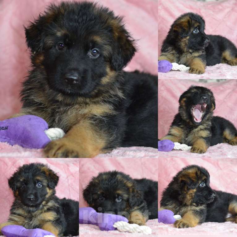 Собаки в Хабаровске: Щенки длинношерстной овчарки Девочка, Бесплатно - фото 2