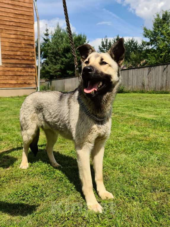 Собаки в Звенигороде: Бобик молодой пес в добрые руки Мальчик, Бесплатно - фото 10