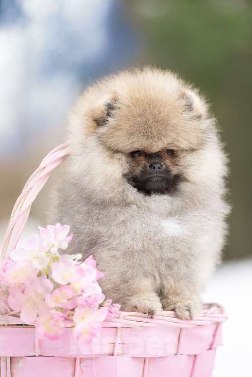 Собаки в Лобне: Красотка Девочка, 70 000 руб. - фото 3