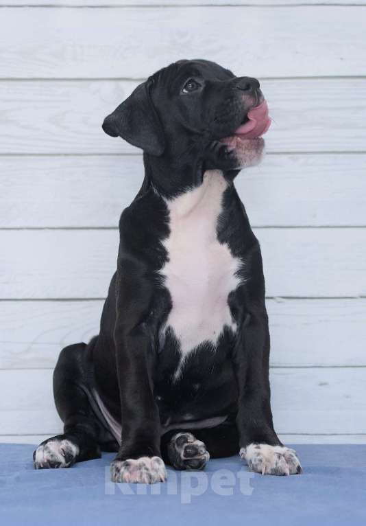 Собаки в Санкт-Петербурге: Черная окраса элитная девочка амстаффа Девочка, 1 руб. - фото 9