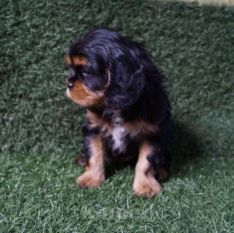 Собаки в Москве: ЩЕНОК МАЛЬЧИК 2 МЕС. Мальчик, 50 000 руб. - фото 3