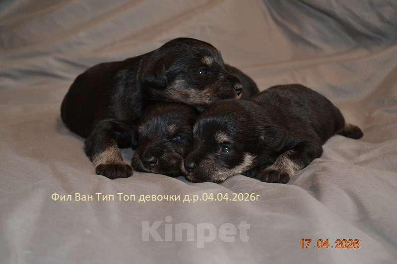 Собаки в Москве: Цвергшнауцер щенки девочки Девочка, Бесплатно - фото 3