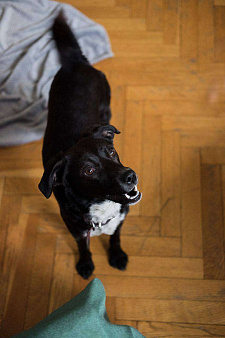 Объявление: Миниатюрная собачка Лима ищет любящего хозяина, 1 руб., Москва