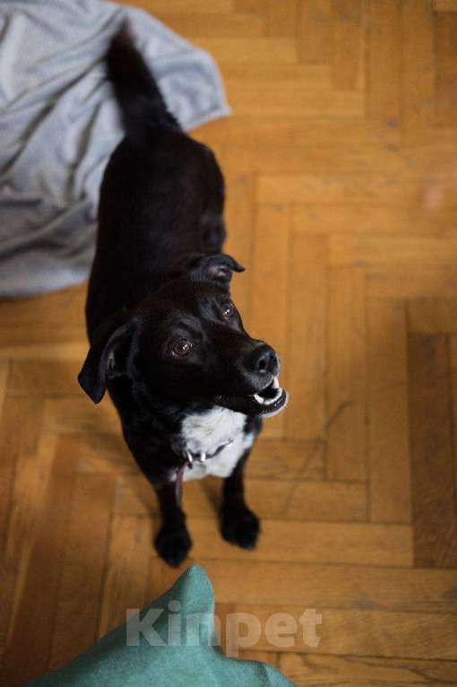 Собаки в Москве: Миниатюрная собачка Лима ищет любящего хозяина Девочка, 1 руб. - фото 1