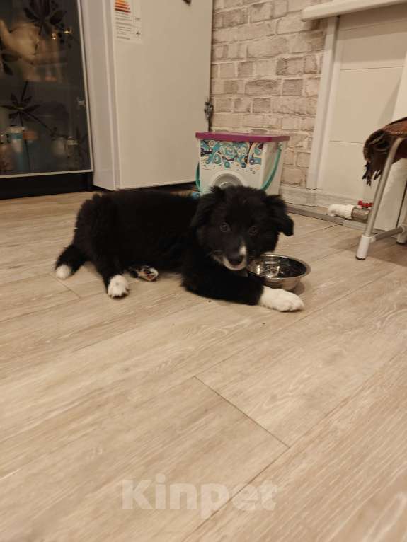 Собаки в Новосибирске: Бордер Колли Мальчик, Бесплатно - фото 6