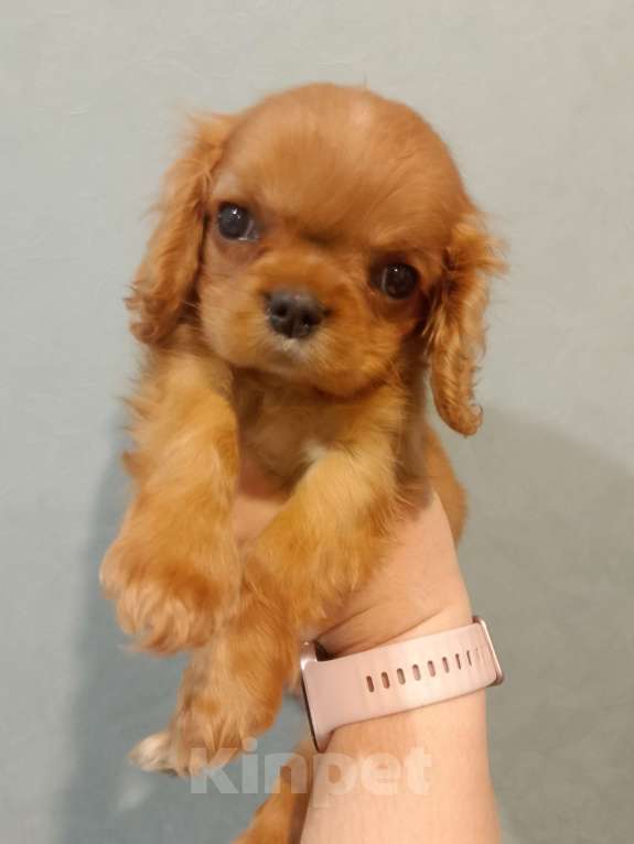 Собаки в Нижнем Новгороде: Девочка кавалер Кинг Чарльз спаниеля ккчс Девочка, 70 000 руб. - фото 1