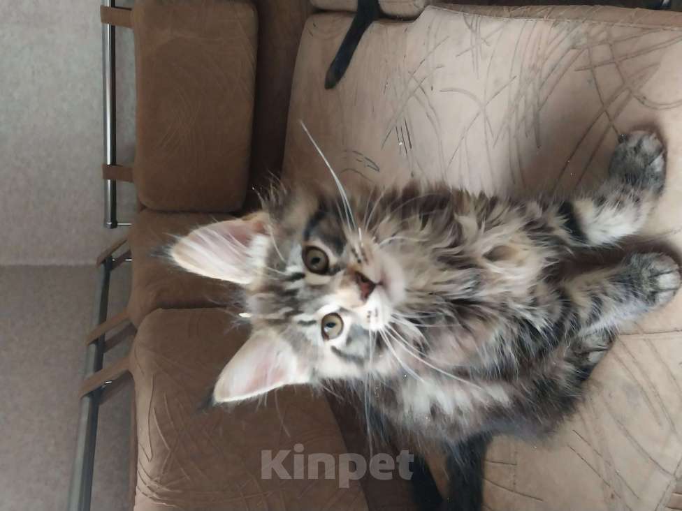 Кошки в Санкт-Петербурге: Котята мейн-куна Мальчик, 16 000 руб. - фото 2