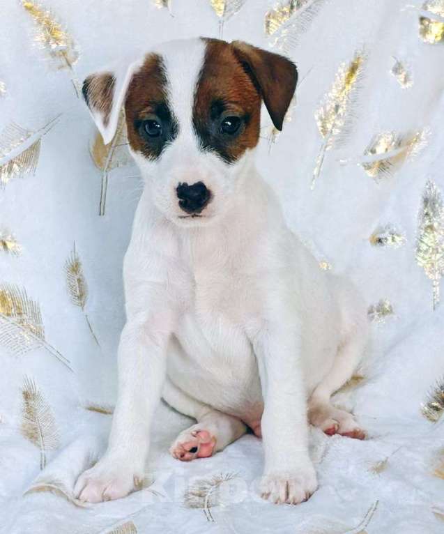 Собаки в других городах Московской области: Мальчик Парсон Рассел терьера Мальчик, 45 000 руб. - фото 1