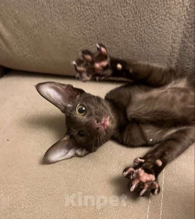 Кошки в Москве: Ориентальная шоколадная девочка Девочка, Бесплатно - фото 4