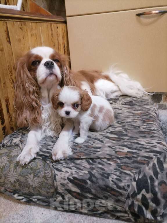 Собаки в Москве: Кавалер Кинг Чарльз спаниель Мини Мальчик  Мальчик, 120 000 руб. - фото 4