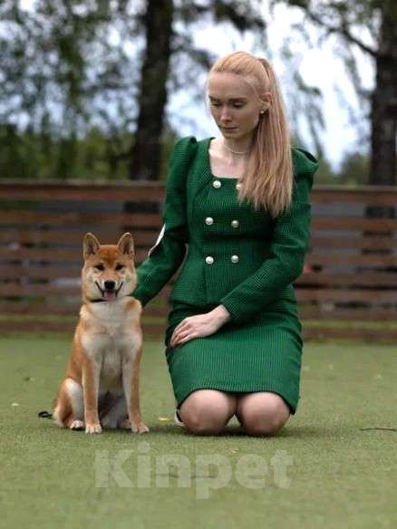 Собаки в Москве: Шикарная девочка сиба ину с отличным характером и родословной Девочка, 90 000 руб. - фото 3