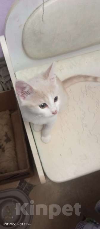 Кошки в Москве: Охотник Мальчик, 100 руб. - фото 2