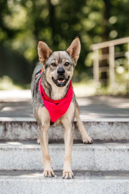 Собаки в Москве: Чудесная Булка в добрые руки Девочка, Бесплатно - фото 9