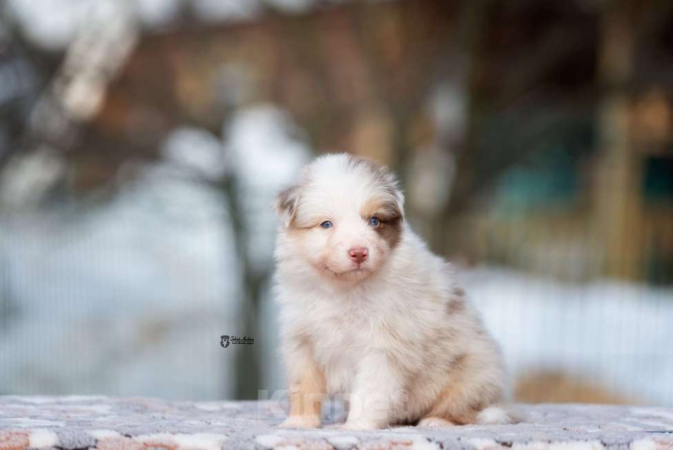 Собаки в Москве: Австралийская овчарка, щенок Мальчик, 120 000 руб. - фото 8