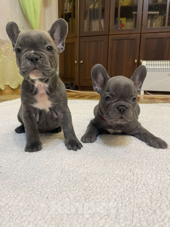 Собаки в других городах Краснодарского края: Щенки французского бульдога Девочка, 55 000 руб. - фото 8