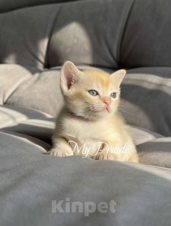 Кошки в Электростали: Бурма европейская. Девочка, 85 000 руб. - фото 3